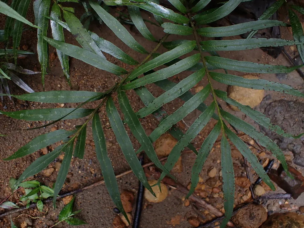 Meniscium Angustifolium