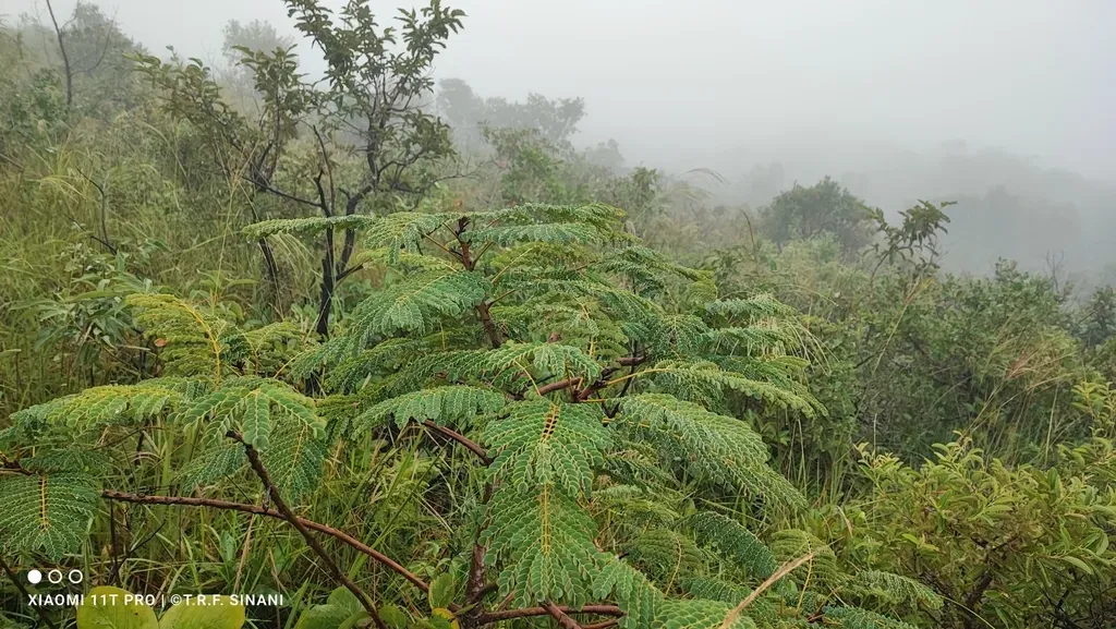 Stryphnodendron Rotundifolium