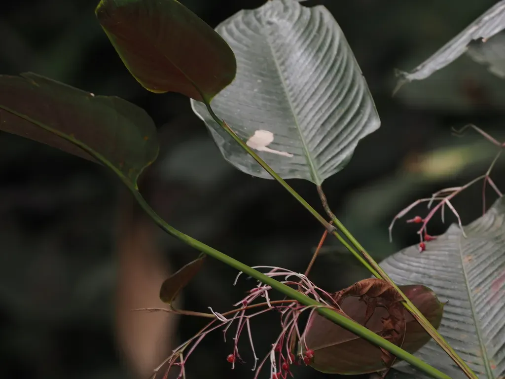 Marantochloa Purpurea