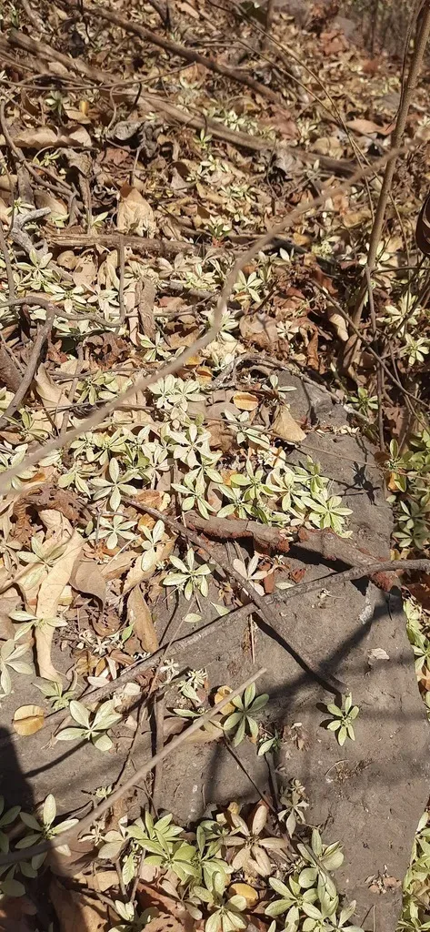 Symphorema Involucratum