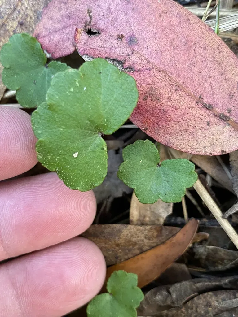 Hairy Pennywort