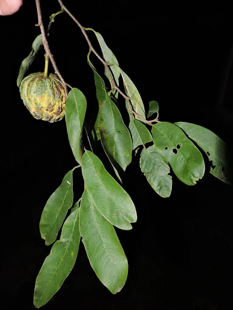Annona Sylvatica