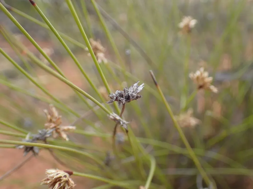 Schoenus Subaphyllus