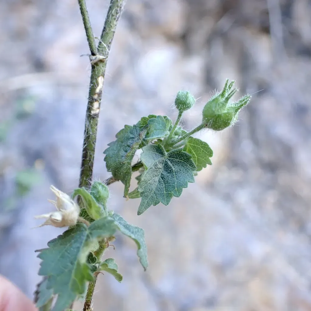 Thurber's False Velvetleaf