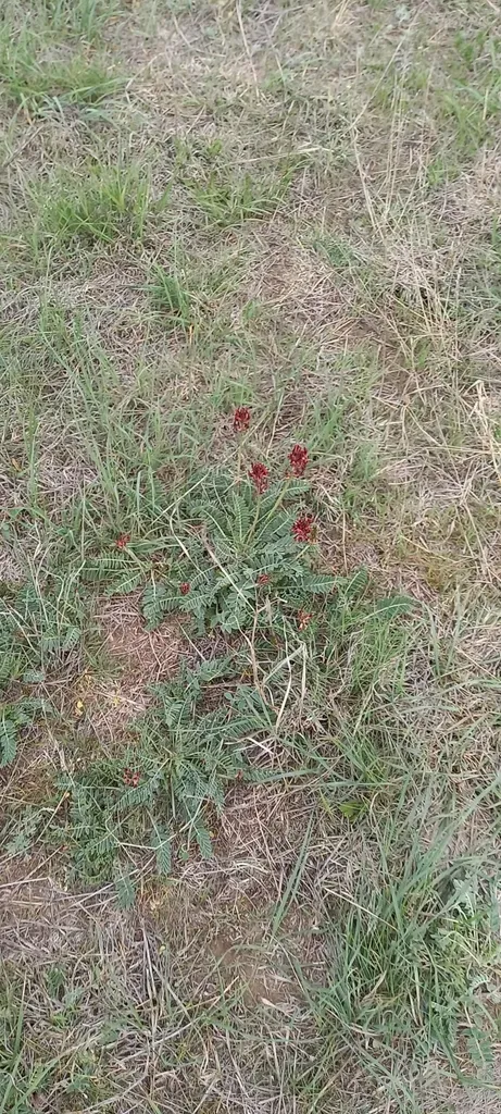 Astragalus Brachycarpus