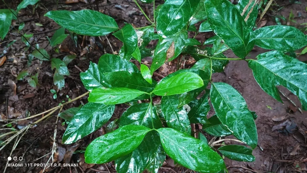 Coussarea Hydrangeifolia