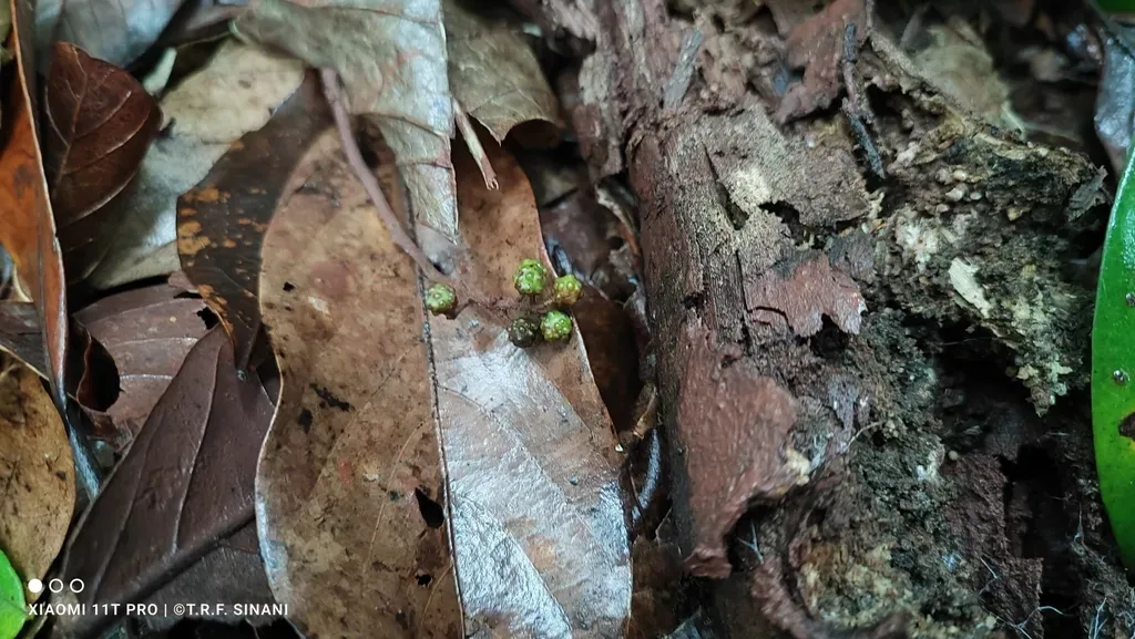 Zanthoxylum Riedelianum