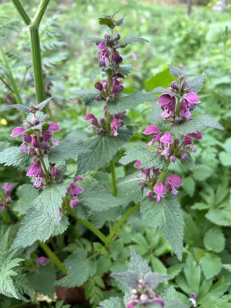 Spotted Dead Nettle