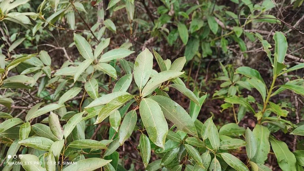 Ocotea Diospyrifolia