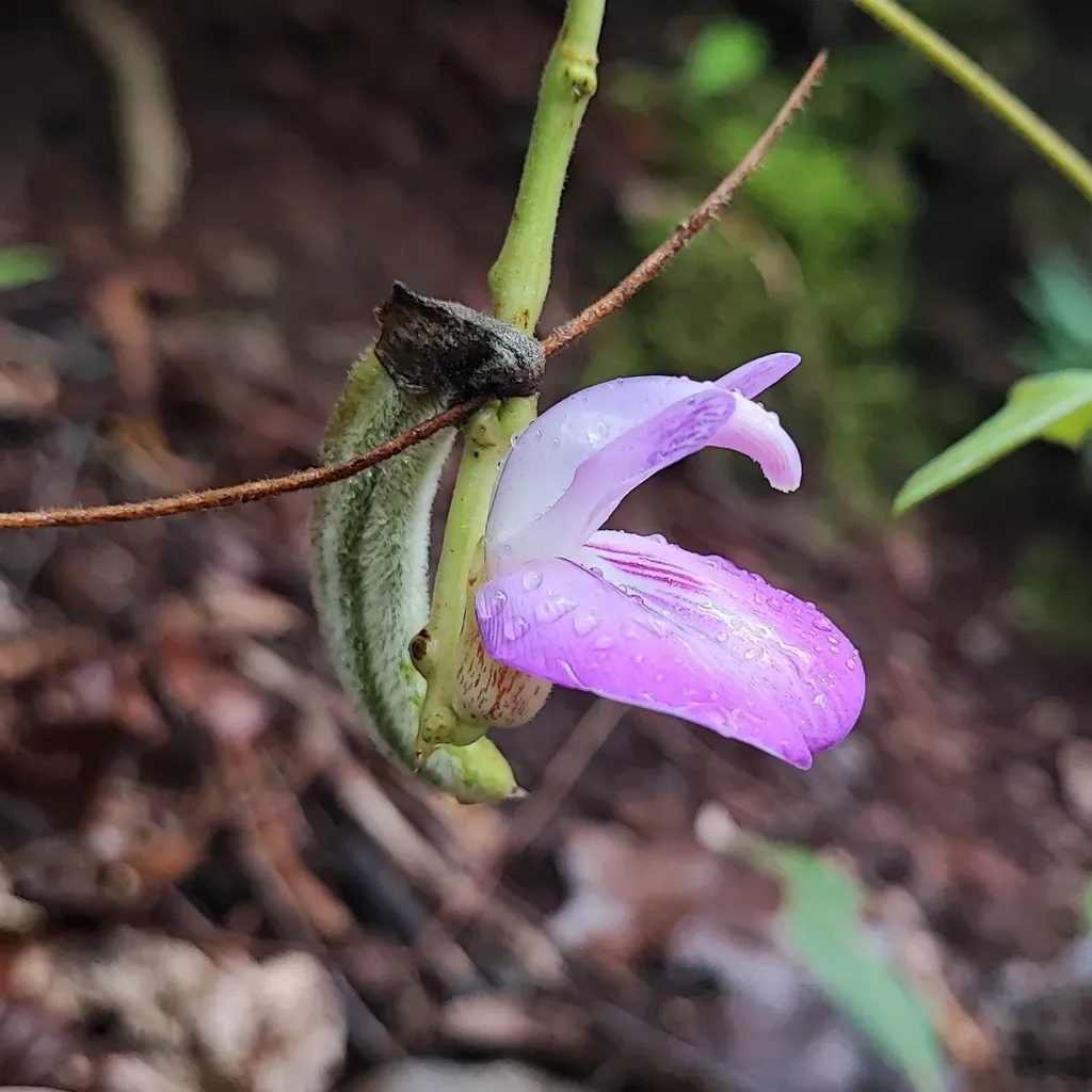 Canavalia Mattogrossensis