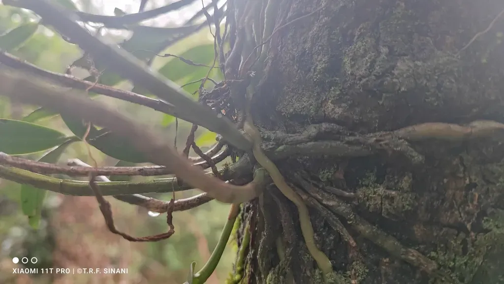 Epidendrum Coronatum