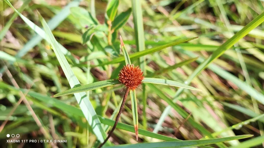 Spermacoce Orinocensis