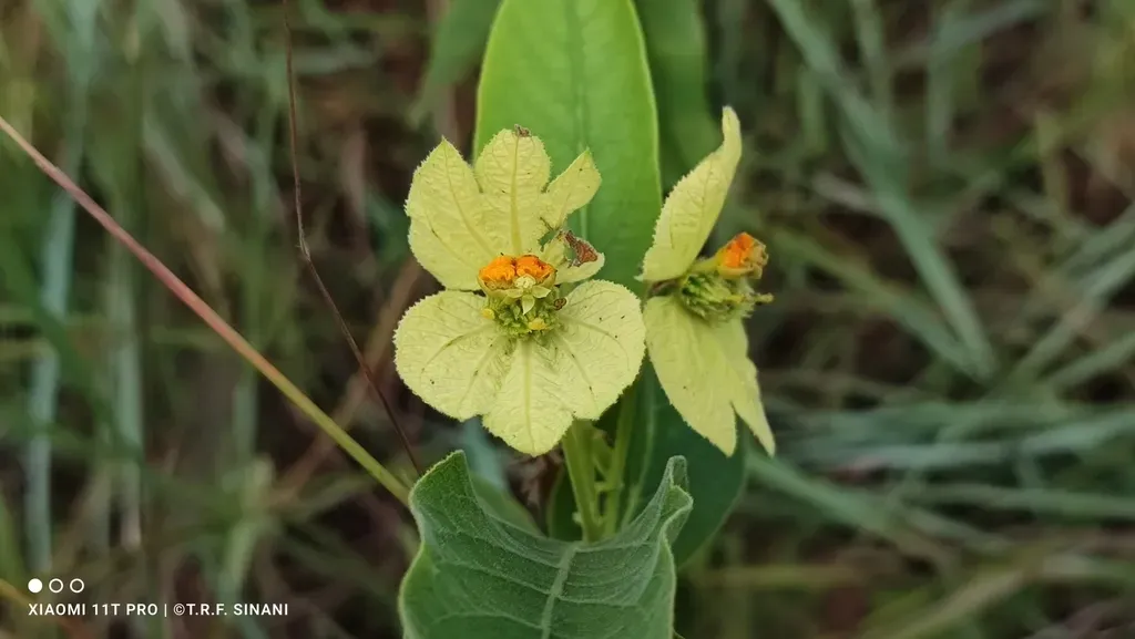Dalechampia Occidentalis