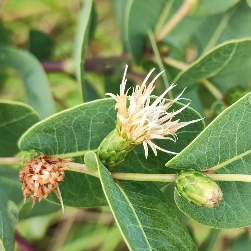 Lessingianthus Pottii
