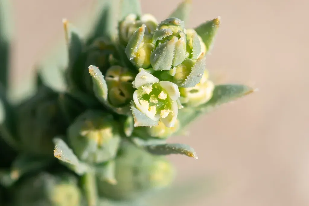Low Bastard Toadflax