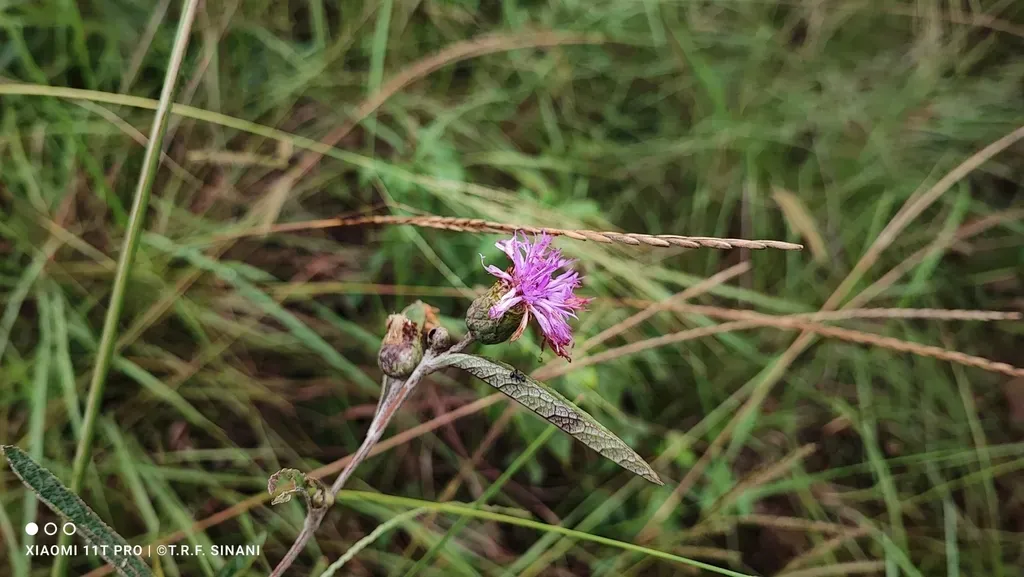 Lessingianthus Coriaceus