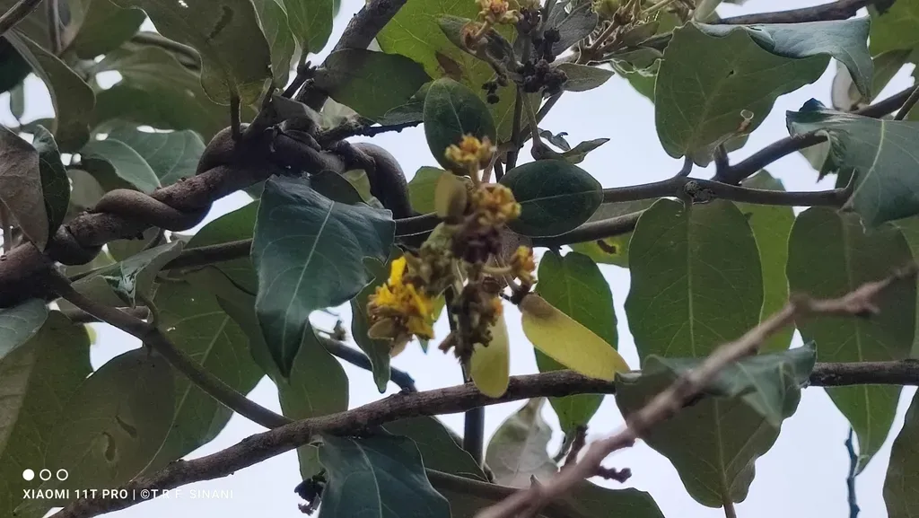 Heteropterys Byrsonimifolia