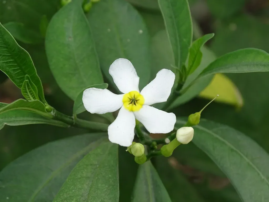 Tabernaemontana Amygdalifolia
