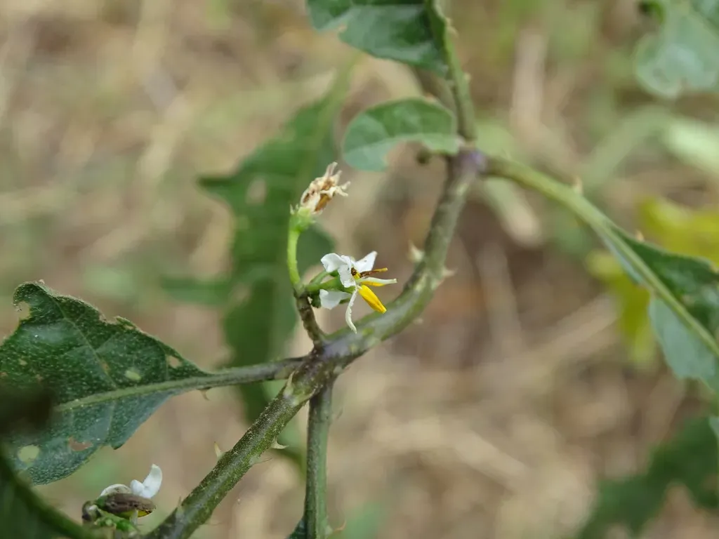 Wetland Nightshade