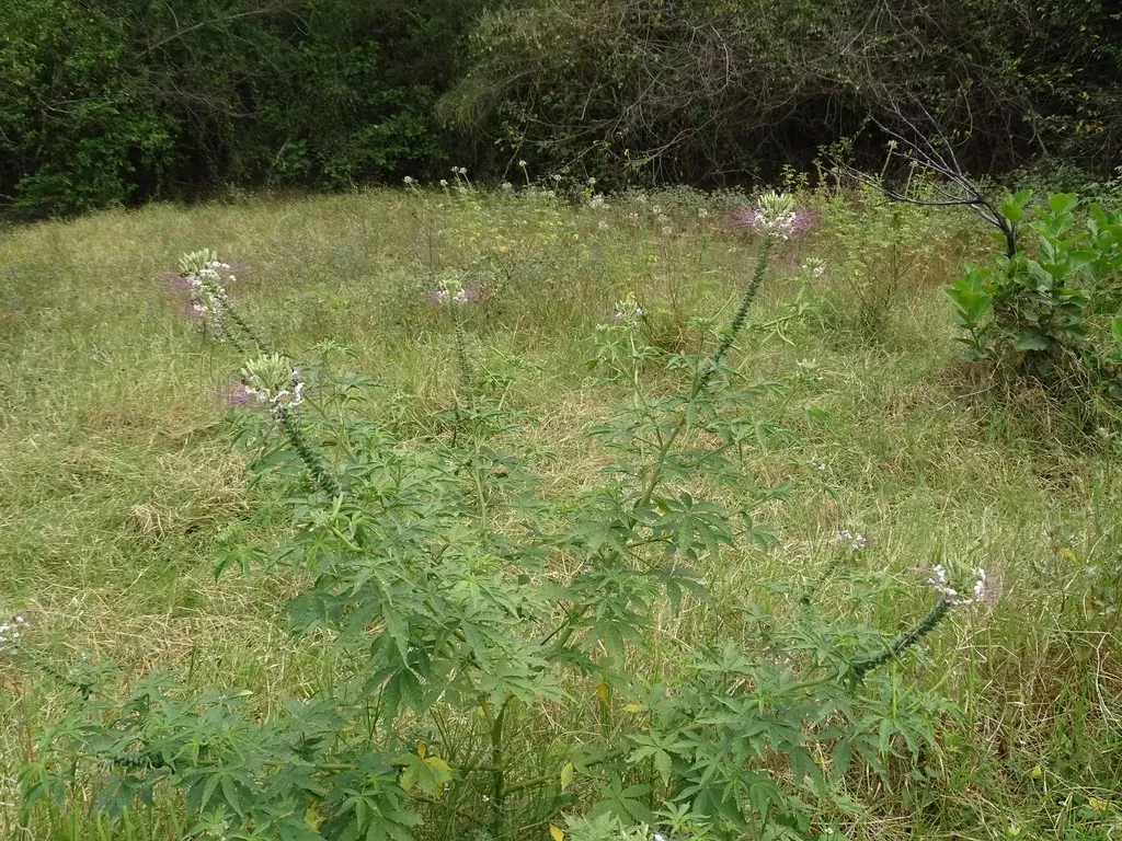 Mexican Clammyweed