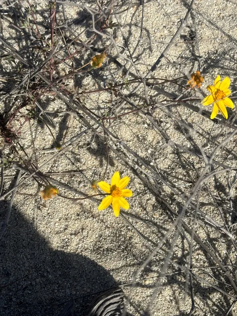 Bidens Cabopulmensis
