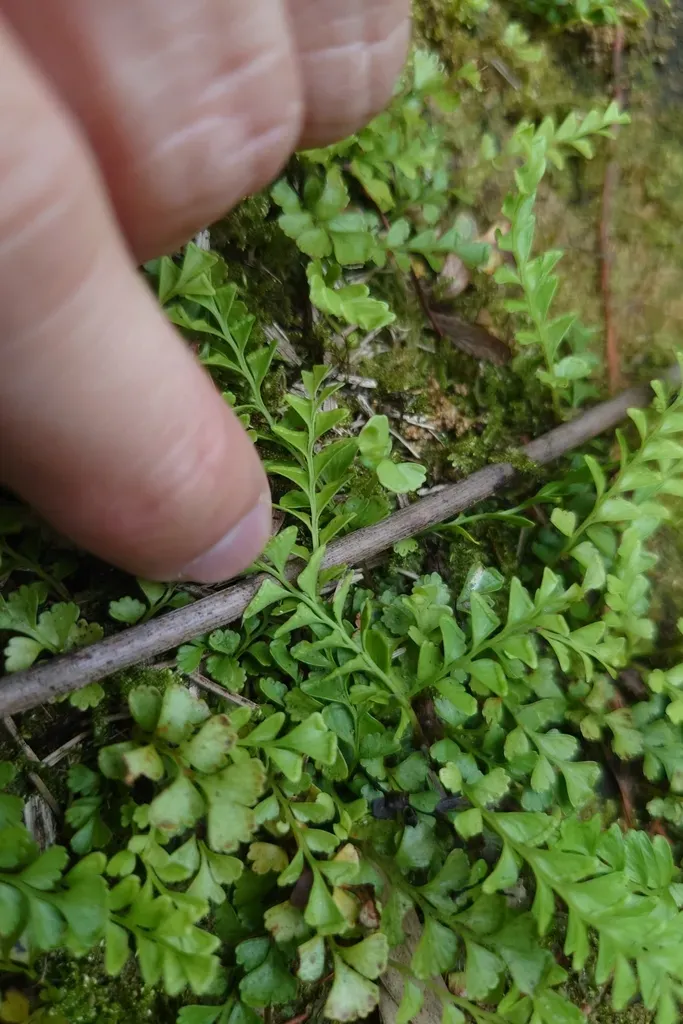 Osmolindsaea Japonica