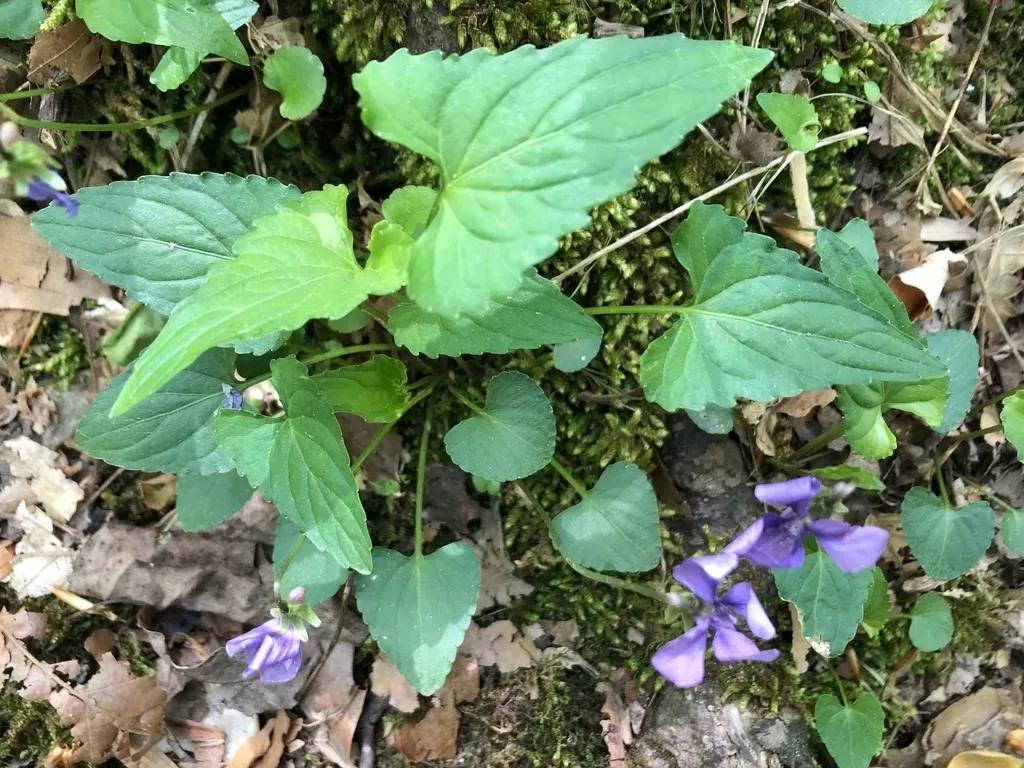 Le Conte's Violet