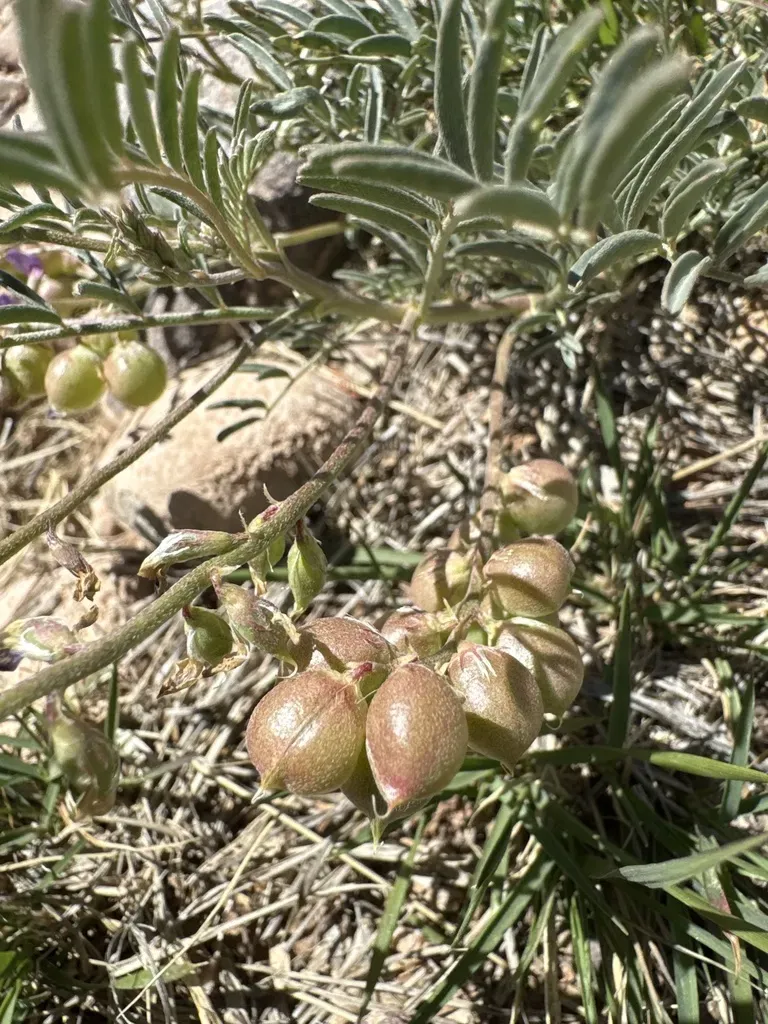 Thurber's Milkvetch