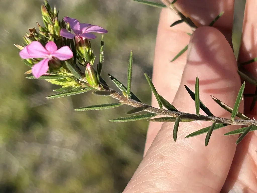 Limestone Porcelainflower