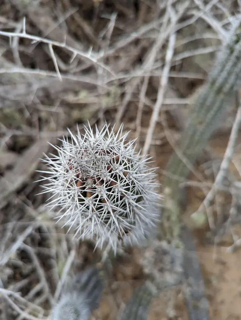 Lophocereus Gatesii