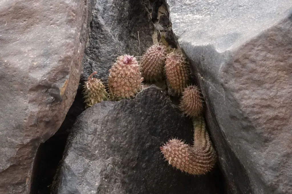 Hoodia Pedicellata