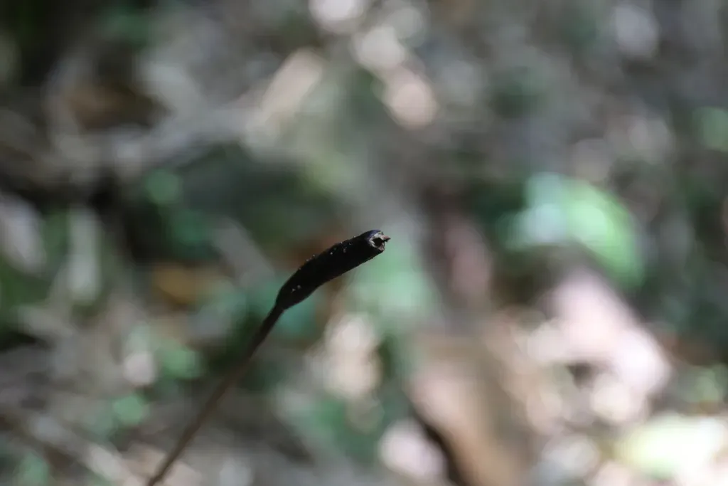 Gastrodia Pubilabiata