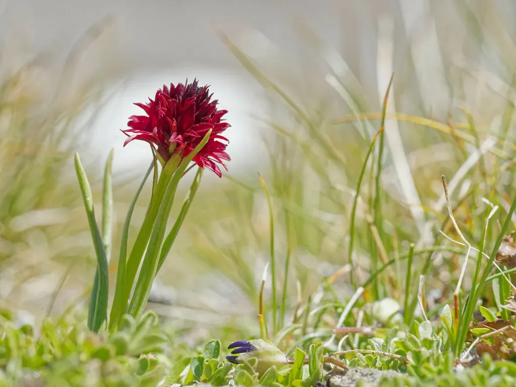 Black Vanilla Orchid