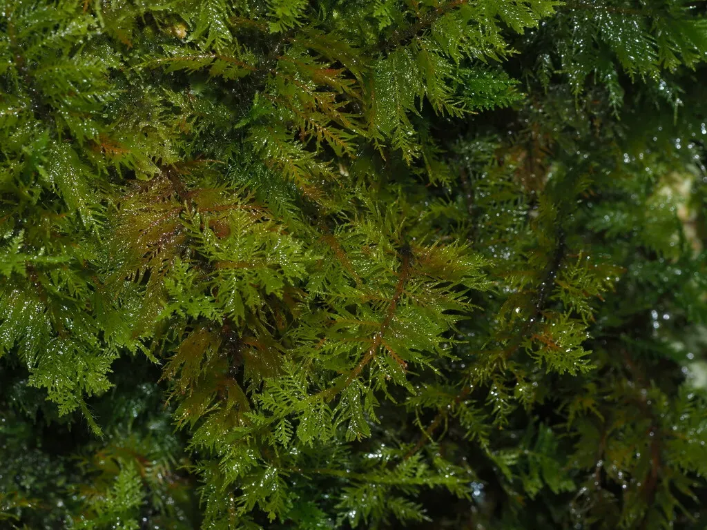 Eastern Weft-moss