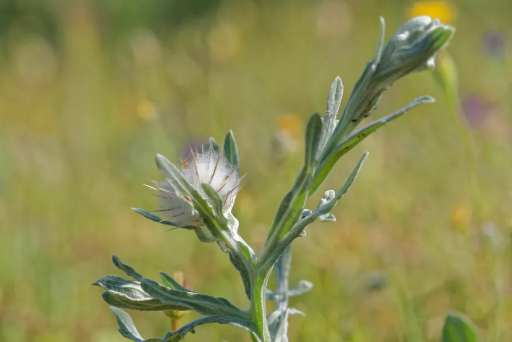 Woolly Star-thistle