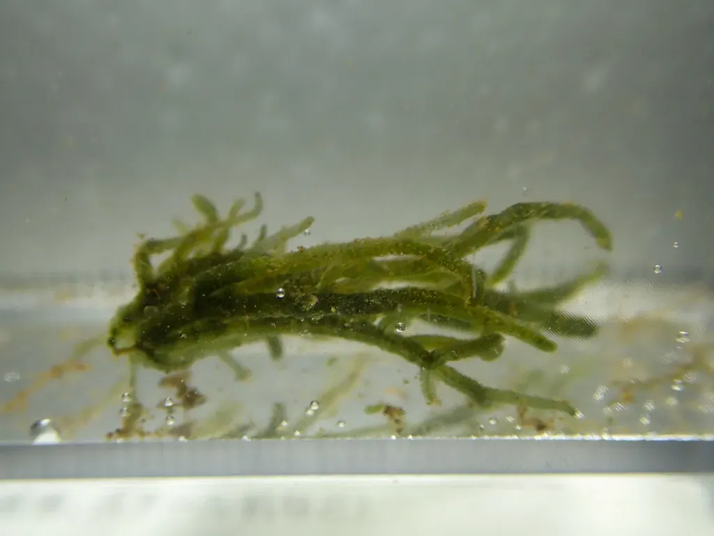 Batrachospermum Gelatinosum