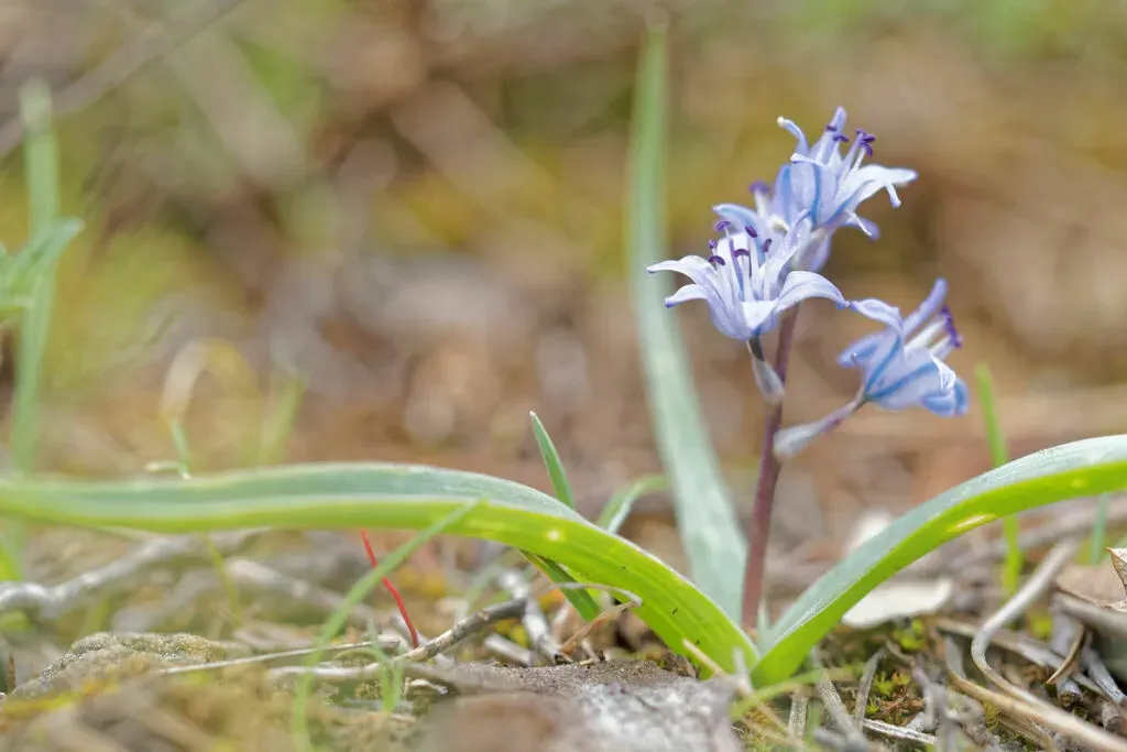 Hyacinthoides Reverchonii