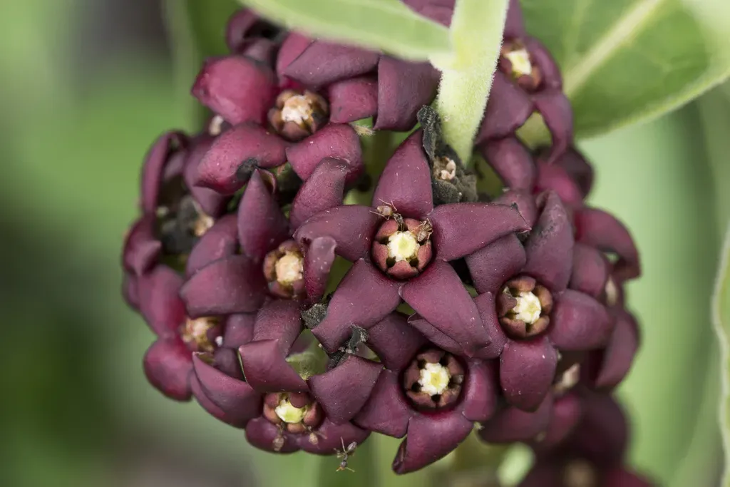 Vincetoxicum Atratum