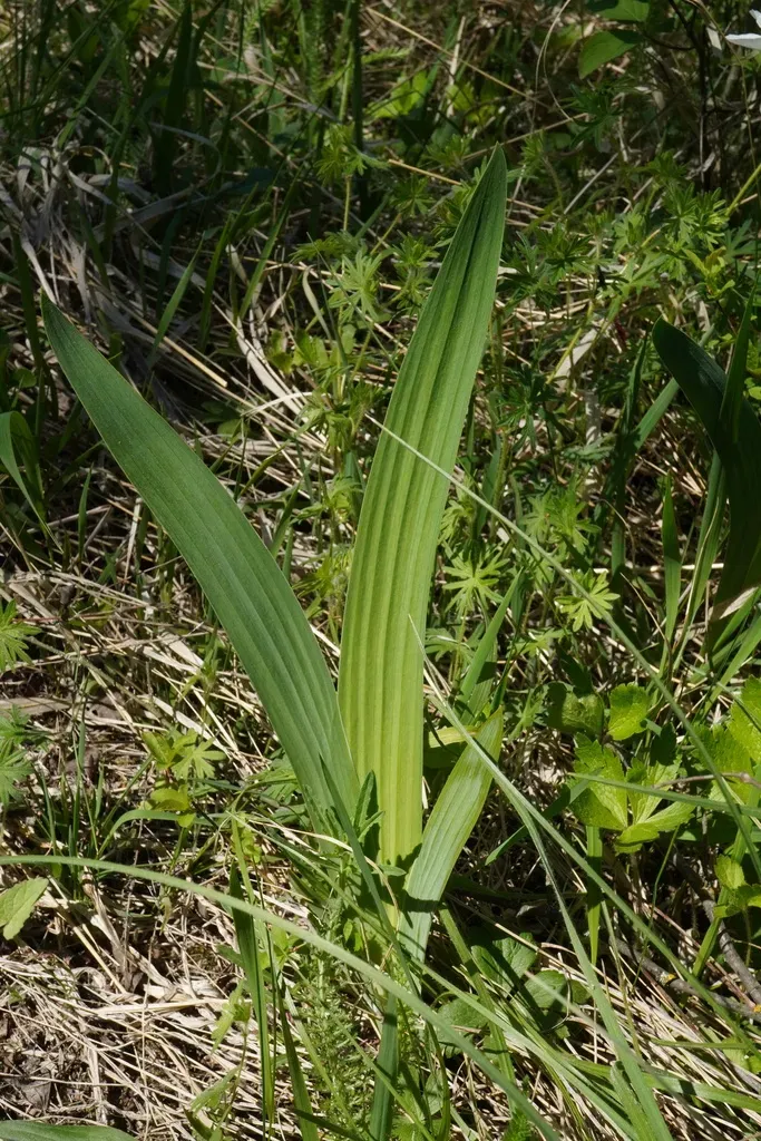 Variegated Iris