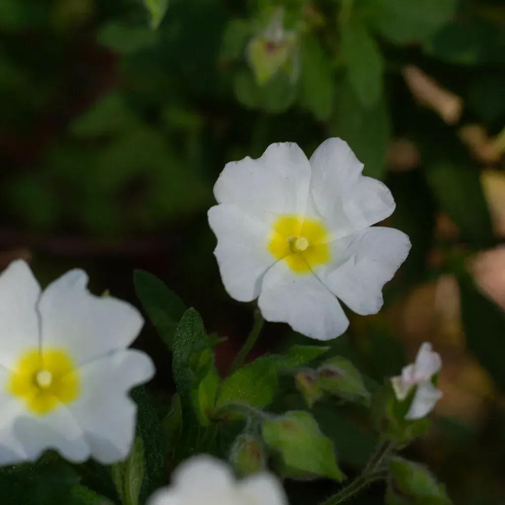 Cistus × Florentinus