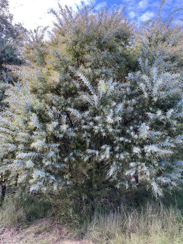Cootamundra Wattle