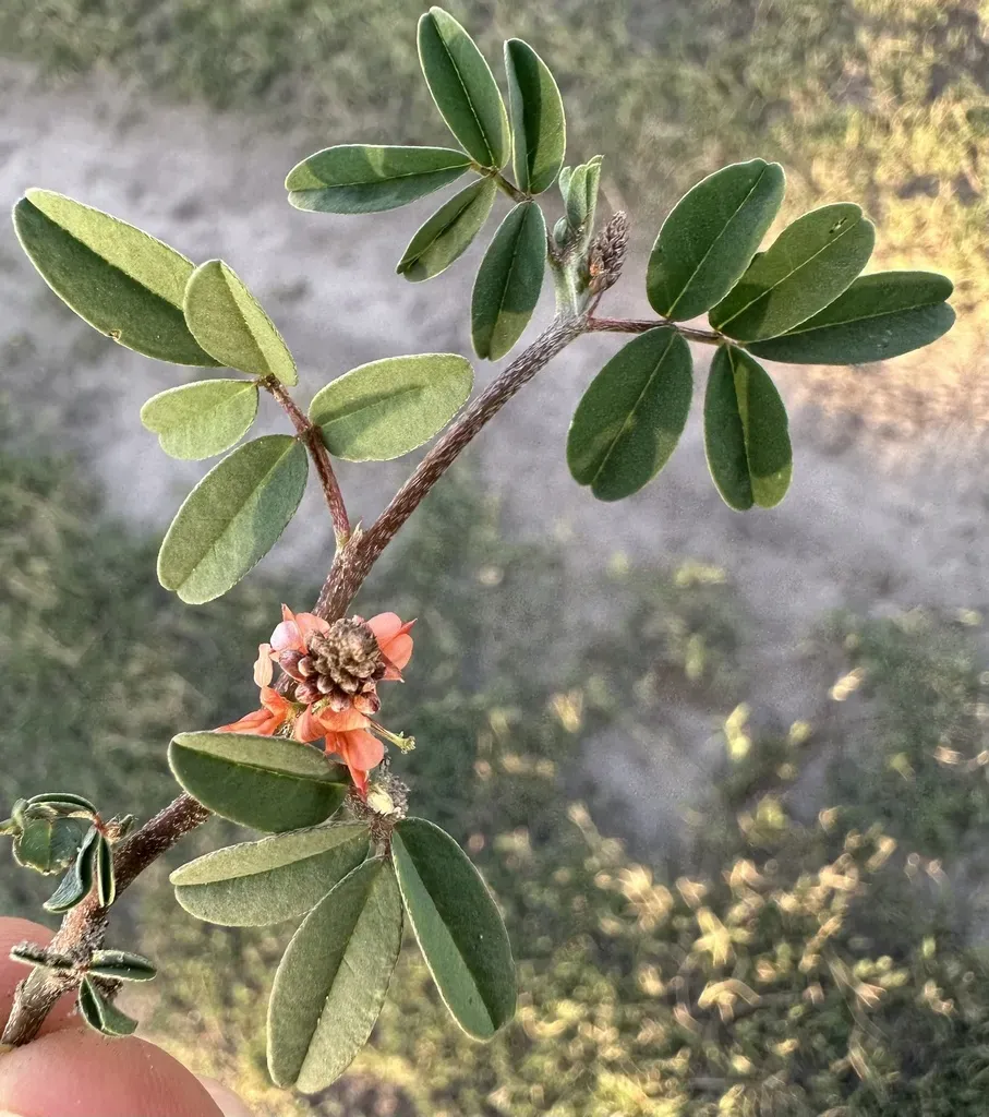 Indigofera Hochstetteri