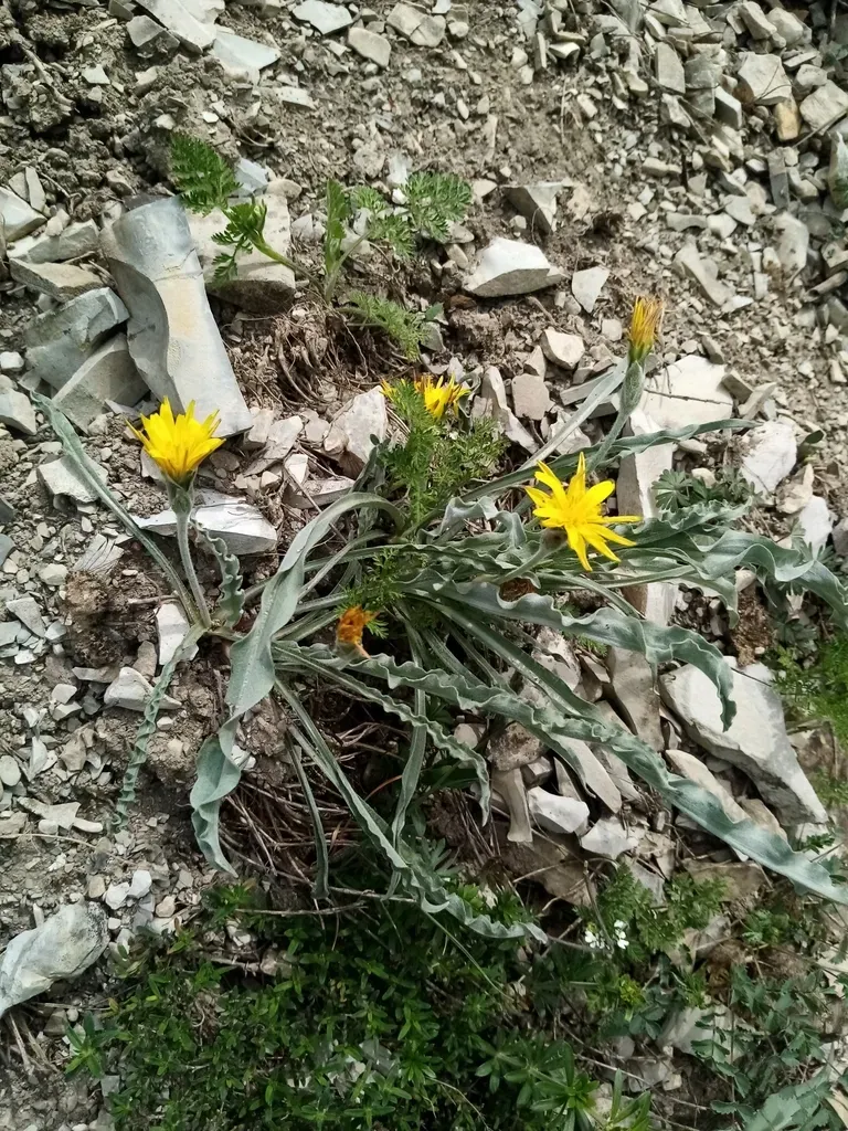 Pseudopodospermum Turkeviczii