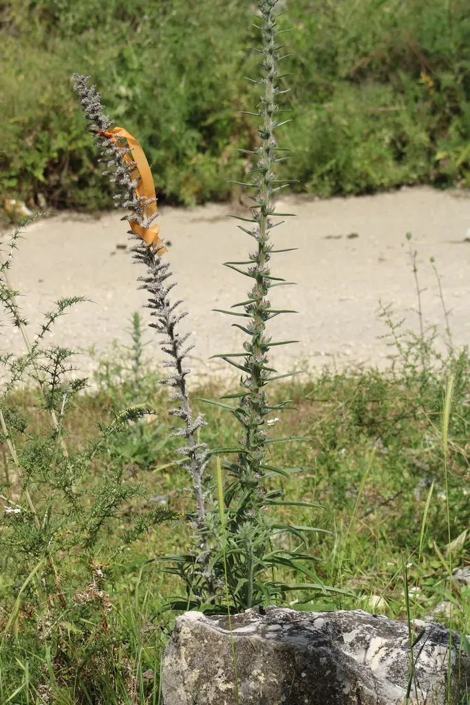 Tall Viper's-bugloss