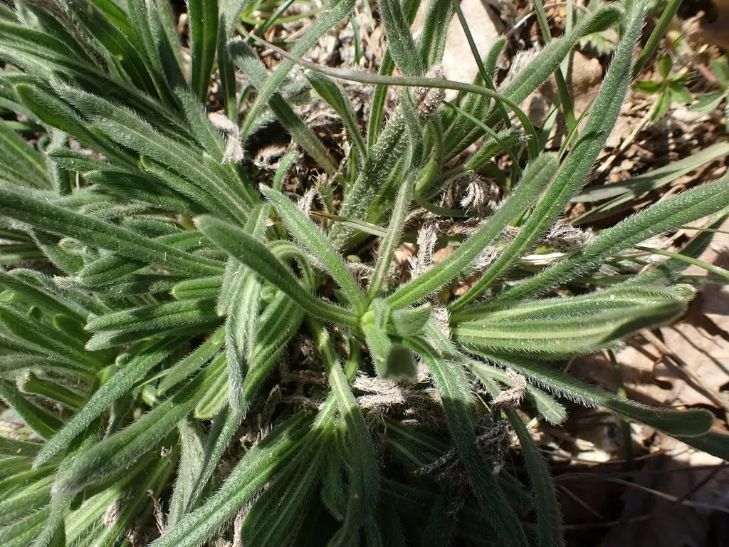 Onosma Fastigiata