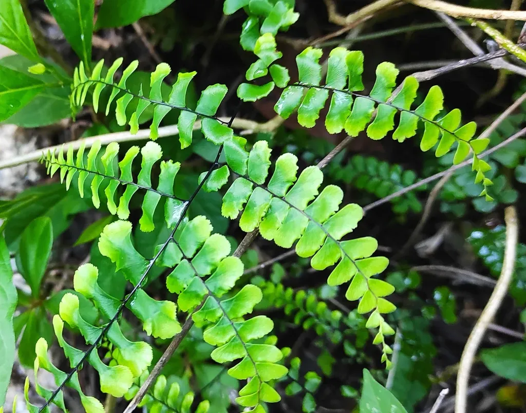 Fragrant Maidenhair Fern