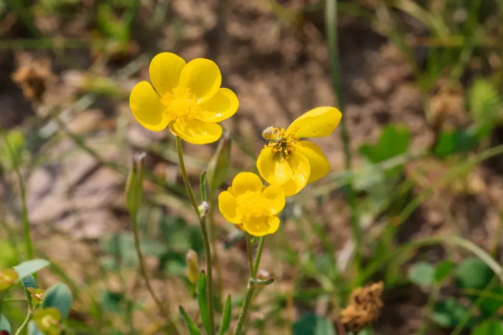 Ranunculus Regelianus