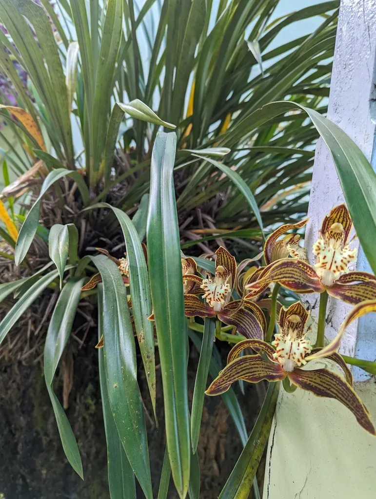 Cymbidium Iridioides
