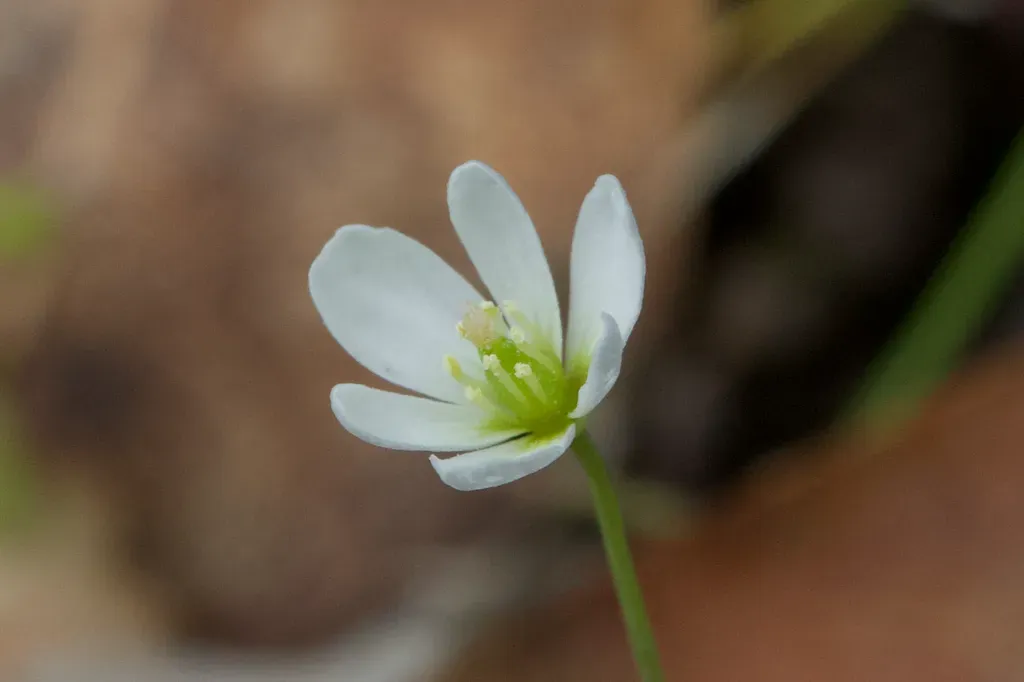 Oregon Fairypoppy