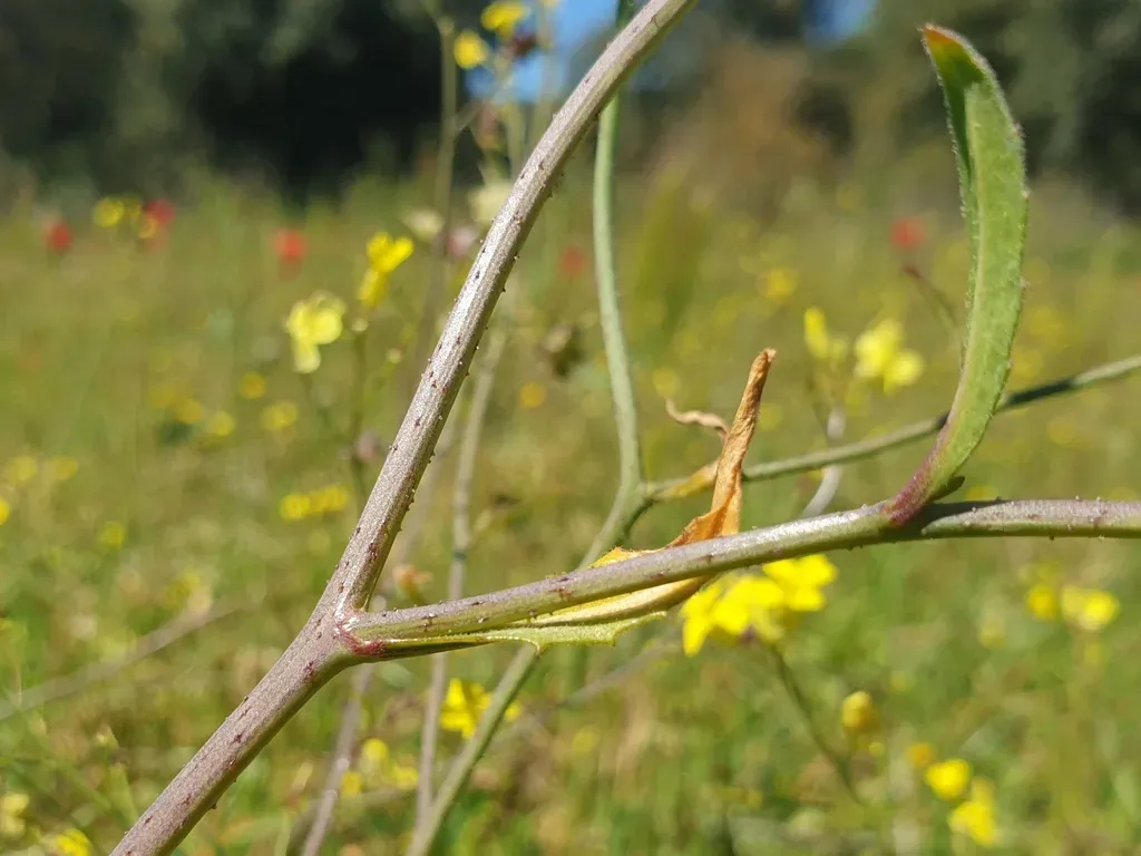 Crested Wartycabbage